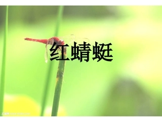 (演唱)红蜻蜓