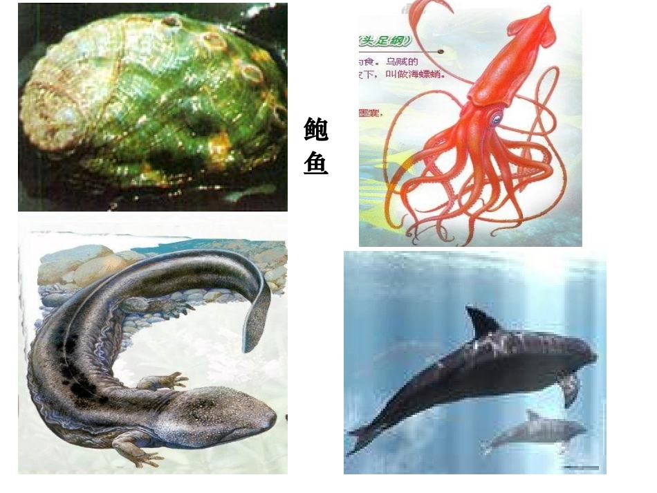 22.4动物的主要类群_第1页
