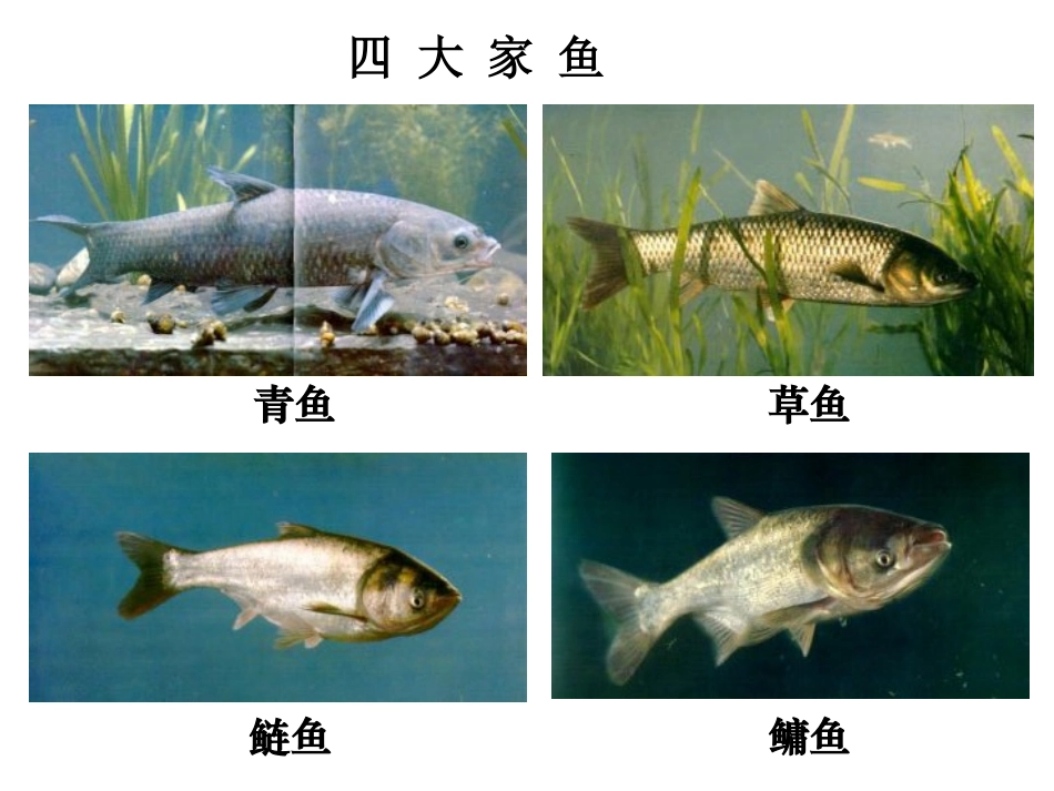 22.4动物的主要类群_第2页