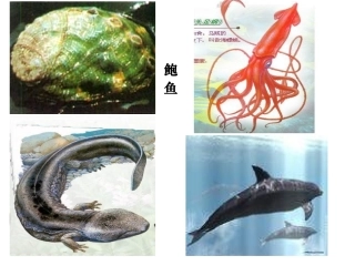 22.4动物的主要类群