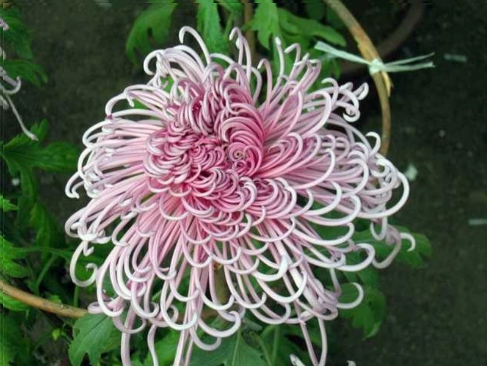《看菊花》课件_第1页