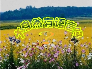 16《大自然的语言》