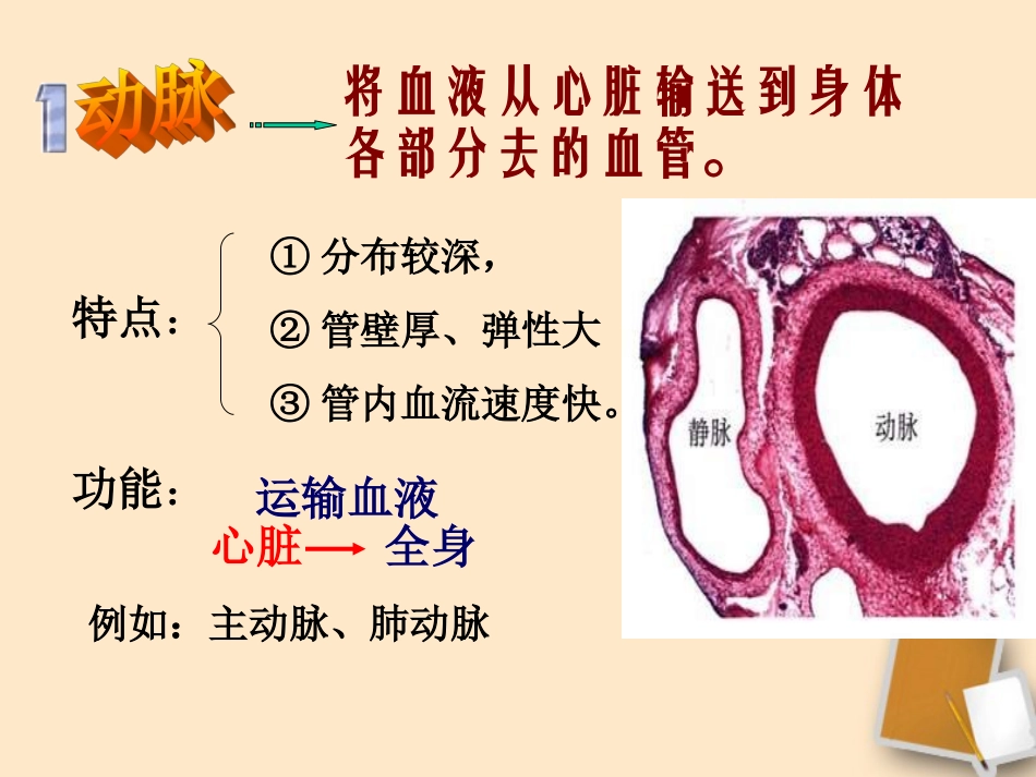 七年级生物下册-第四章第三节输送血液的泵—心脏课件-人教新课标版_第3页