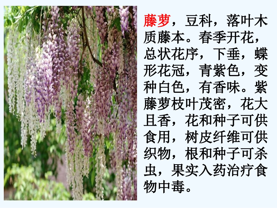 (部编)初中语文人教2011课标版七年级下册紫藤萝瀑布(第一课时)-(4)_第1页