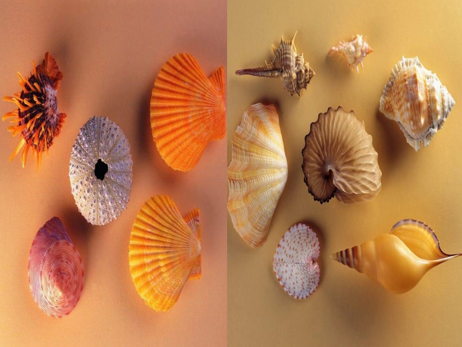 《浪花》课件1_第2页