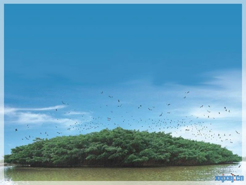 鸟的天堂课件_第2页