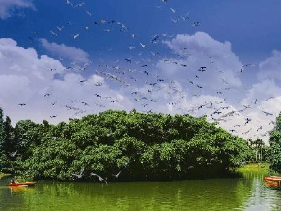 鸟的天堂课件_第3页