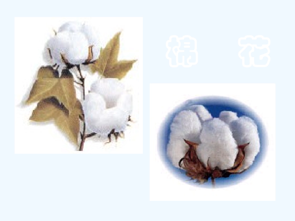 (部编)人教语文2011课标版一年级下册棉花姑娘教学课件-(3)_第1页