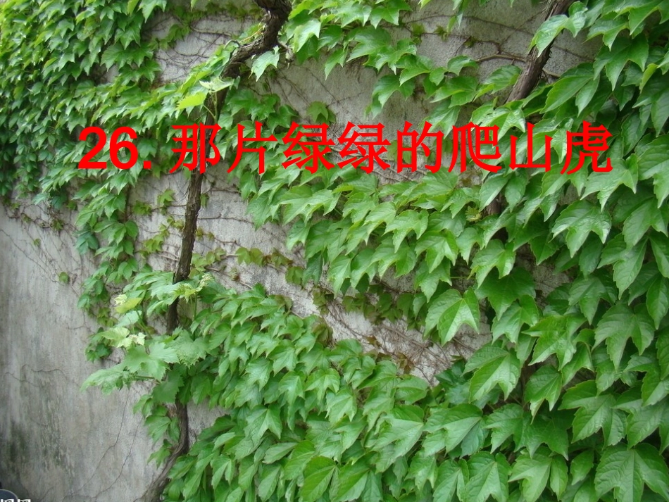 返岗运用---《那片绿绿的爬山虎》_第1页