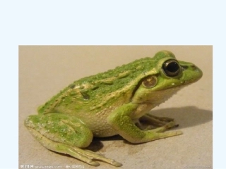 (部编)人教语文2011课标版一年级下册《小青蛙》PPT