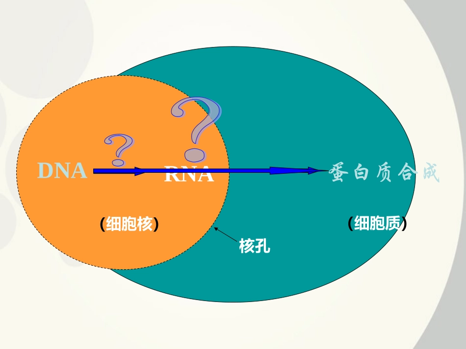 高中生物-《基因控制蛋白质的合成》课件-新人教版必修2_第2页