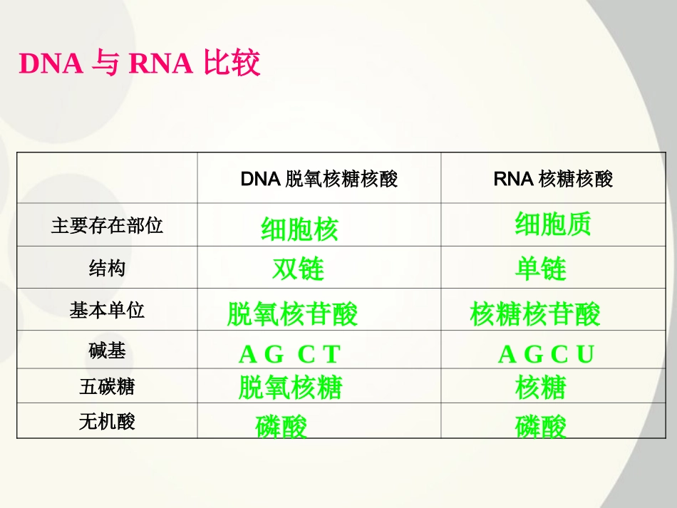 高中生物-《基因控制蛋白质的合成》课件-新人教版必修2_第3页