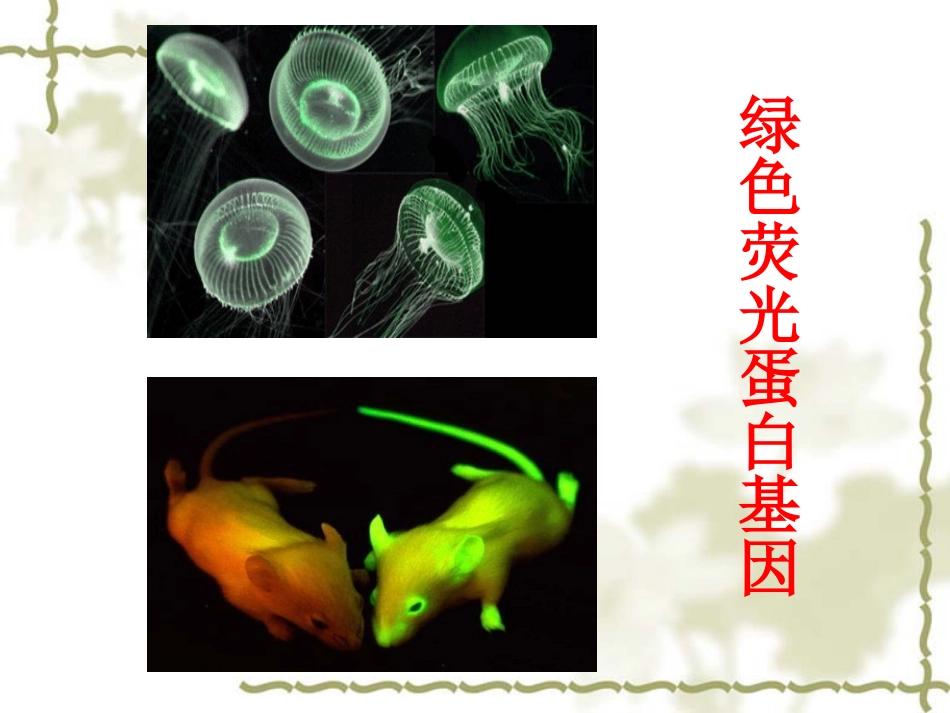 一基因控制蛋白质的合成_第2页