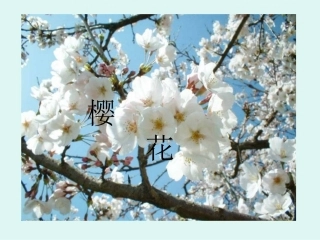 樱花.ppt1