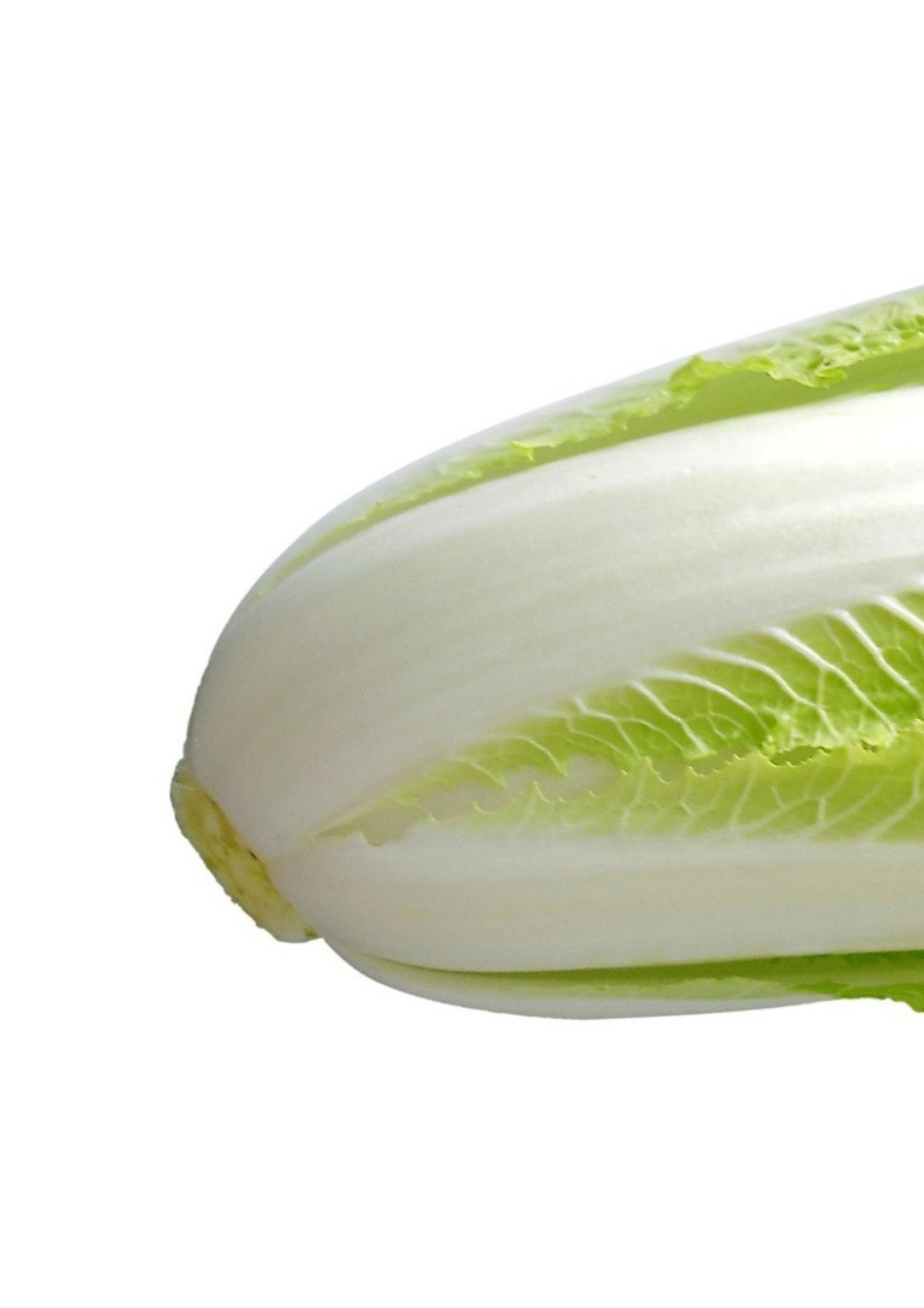 第三课：白菜_第2页