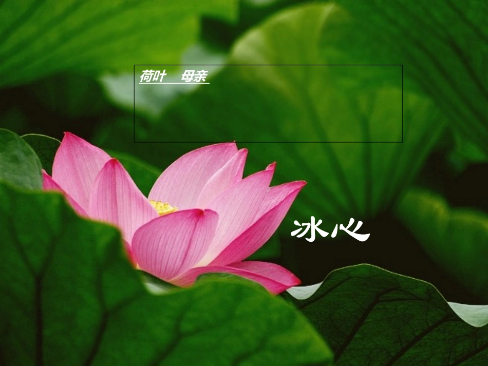 (部编)初中语文人教2011课标版七年级上册荷叶。母亲-(5)_第1页