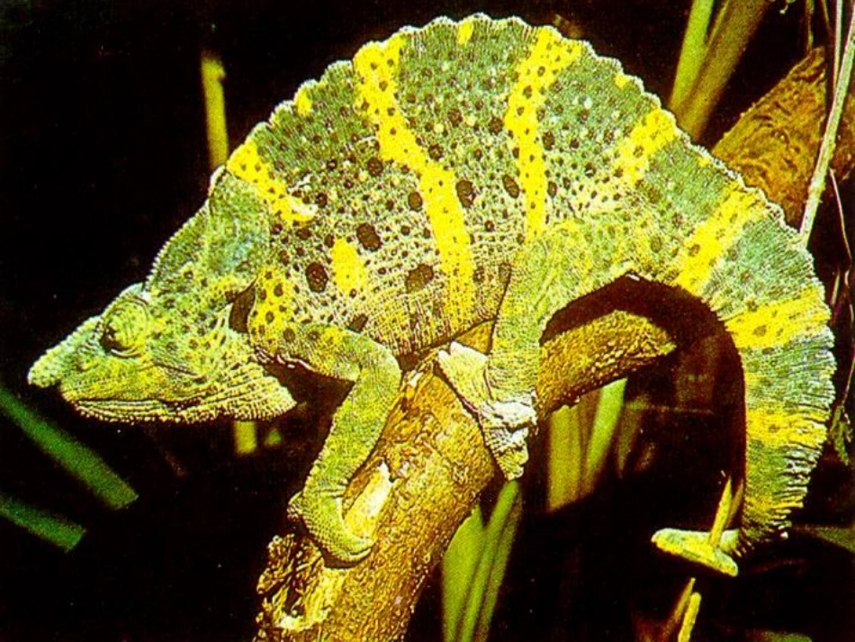 十七变色龙-(4)_第3页