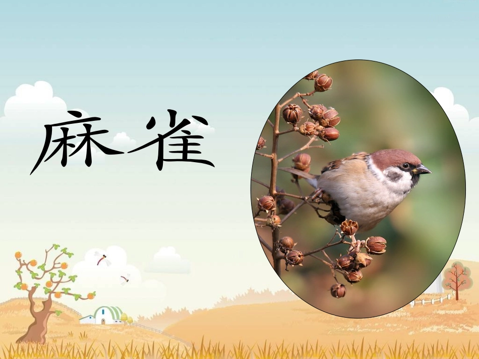 《麻雀》课件_第1页