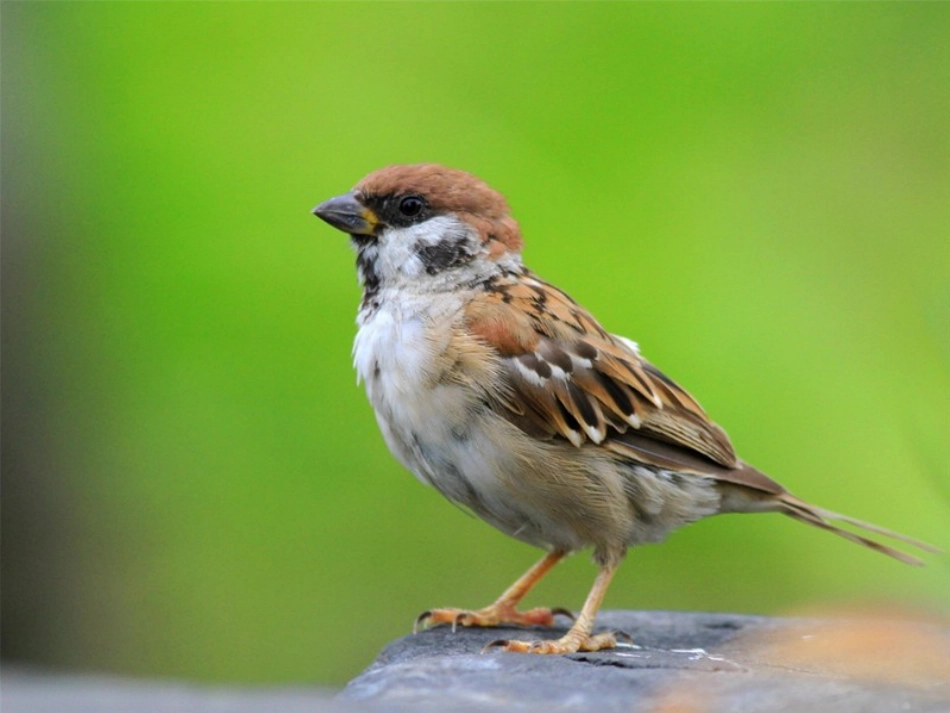 《麻雀》课件_第2页