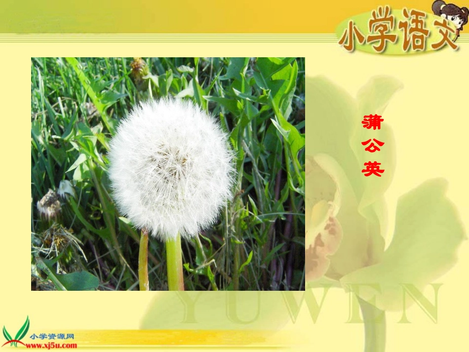 14.金色的蒲公英_第3页
