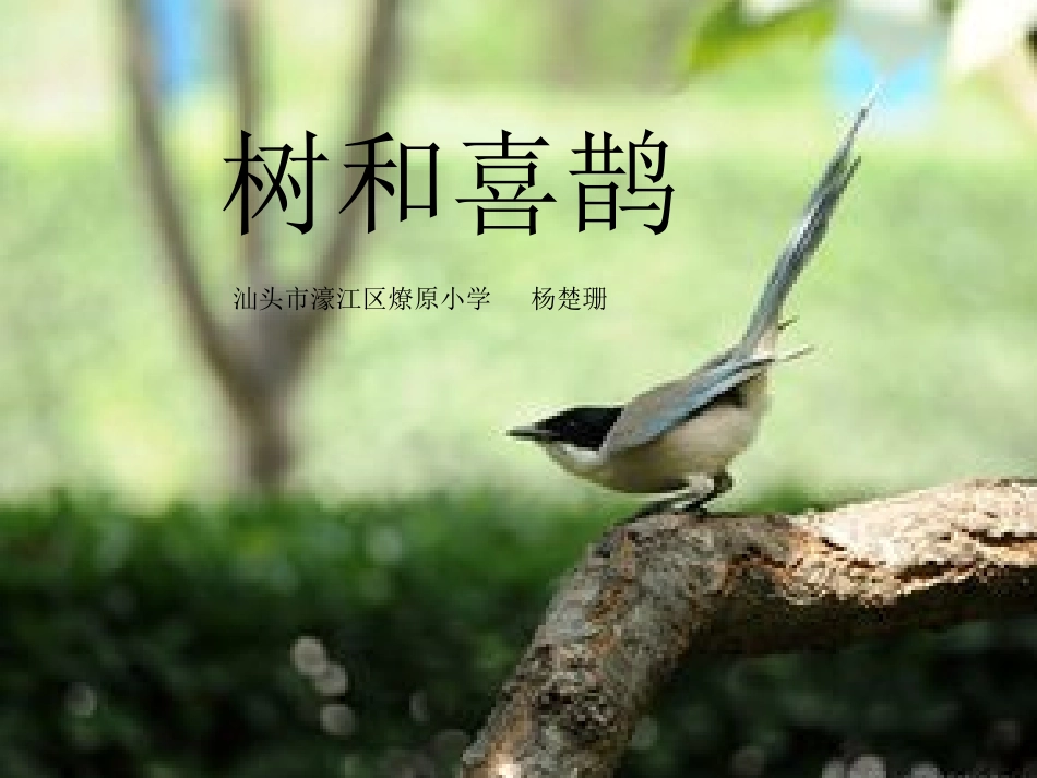 (部编)人教语文2011课标版一年级下册6树和喜鹊-(2)_第1页