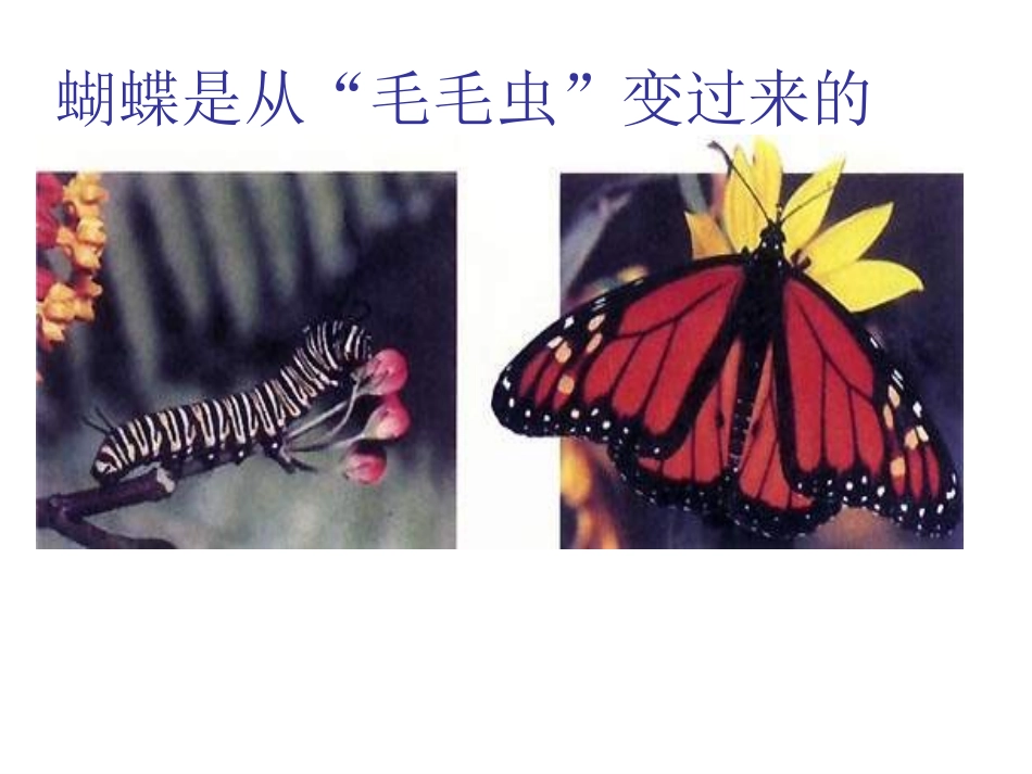 2节昆虫的生殖和发育_第2页