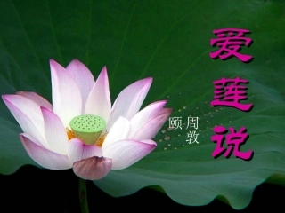 《爱莲说》ppt
