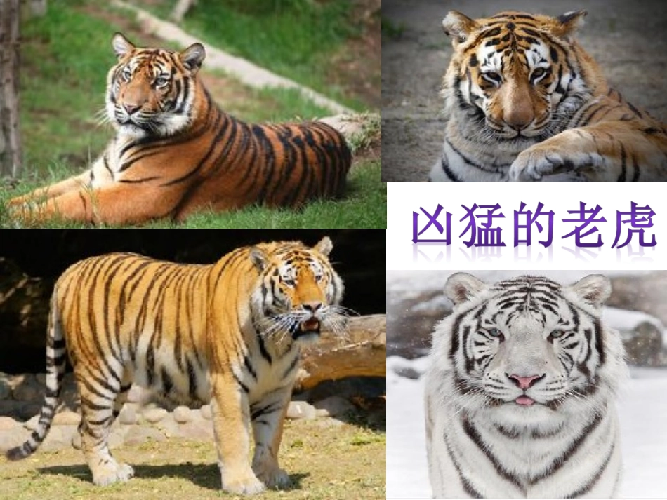 猫虎歌-课件2_第3页