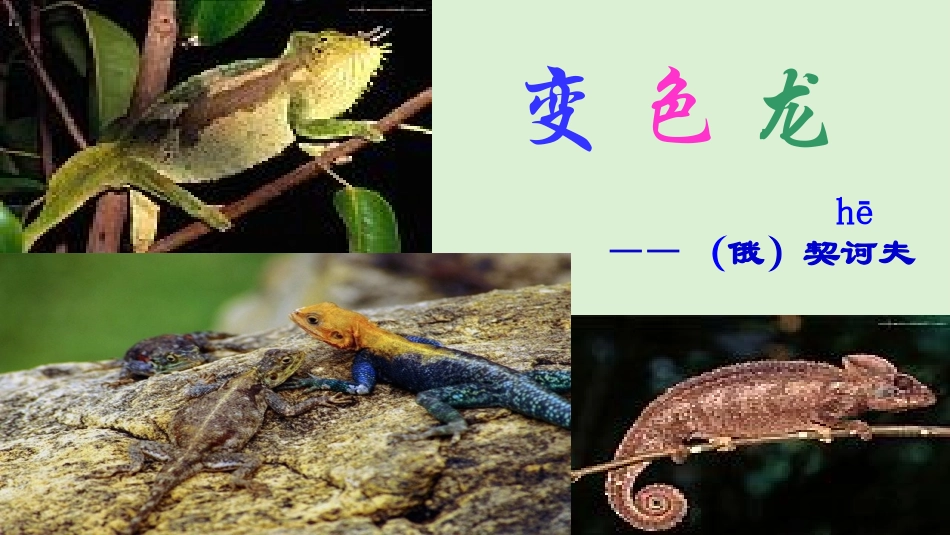 十七变色龙-(5)_第1页