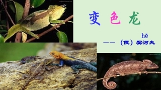 十七变色龙-(5)