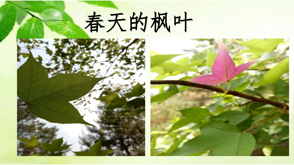 第二小组展示_第3页