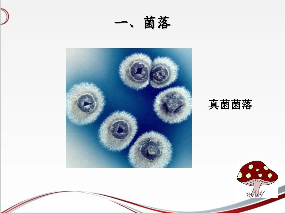 5.4.1细菌和真菌的分布(第一课时)_第3页