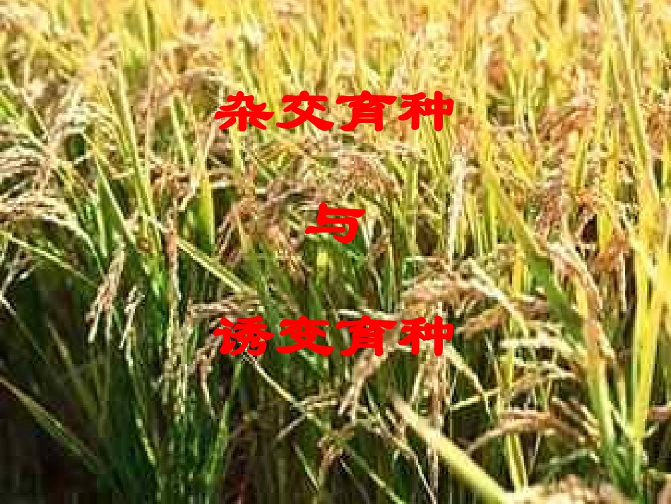 6.1《杂交育种与诱变育种》课件-张振蕾_第1页