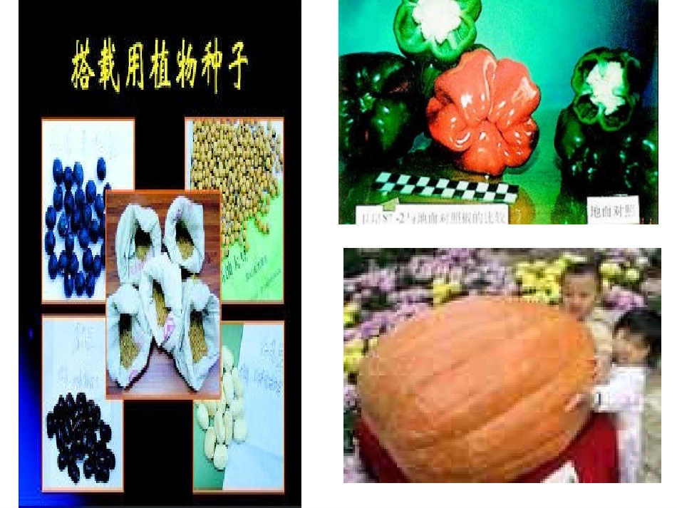 6.1《杂交育种与诱变育种》课件-张振蕾_第3页