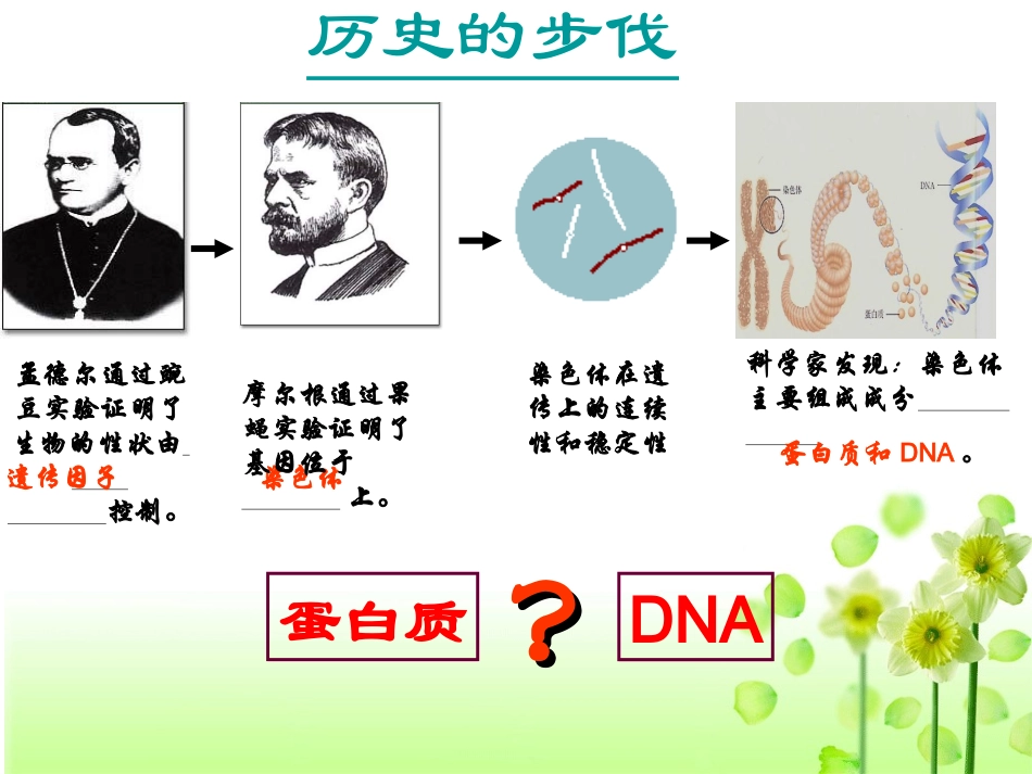 DNA是主要的遗传物质课件--ppt2_第3页