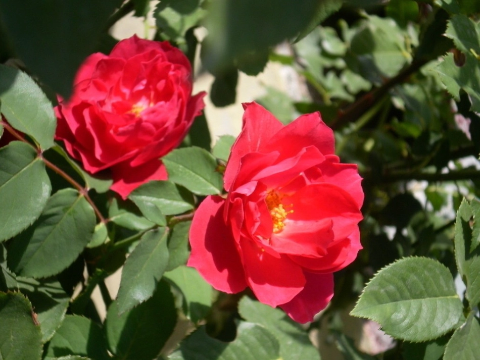 6.色彩的对比_第2页