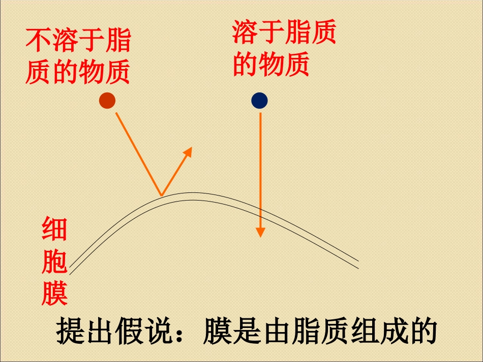 4.2生物膜的流动镶嵌模型_第3页