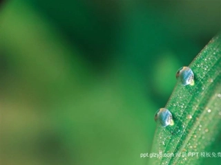 绿叶上的晶莹水珠PPT模板