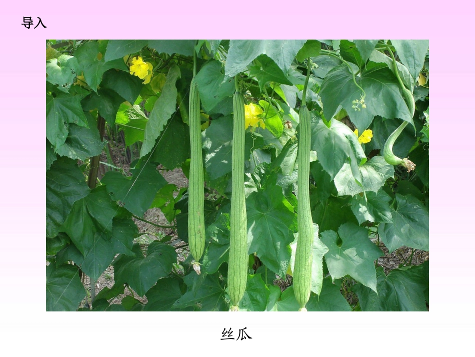 14神奇的丝瓜_第2页