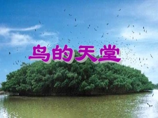 3、鸟的天堂(第二课时)-(1)