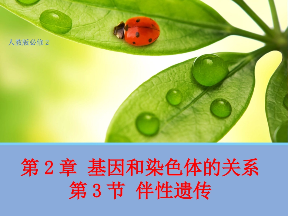 2.3伴性遗传_第1页