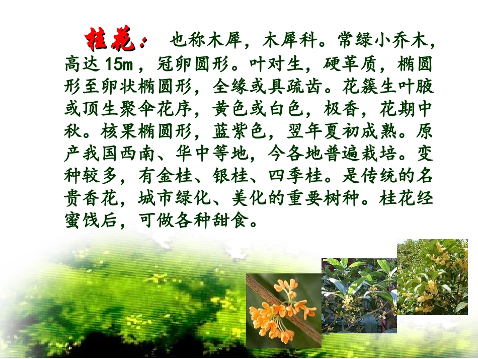 7《桂花雨》_第3页