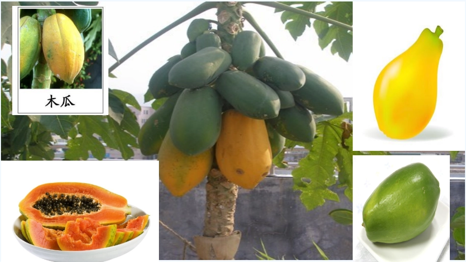 (部编)人教语文2011课标版一年级下册20、《咕咚》ppt_第1页