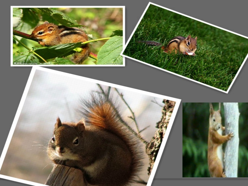 《小松鼠找花生果》课件_第2页