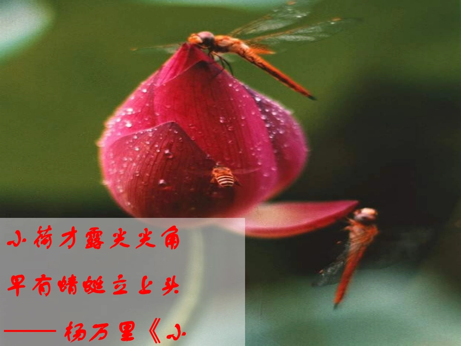 22.《爱莲说》_第1页