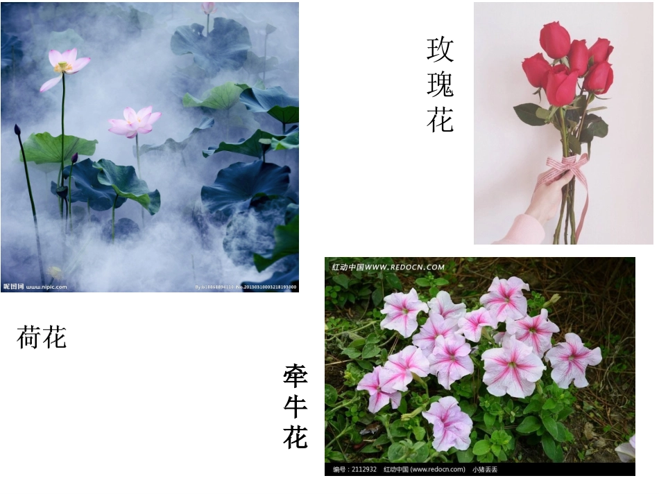 6.花儿朵朵-(2)_第3页
