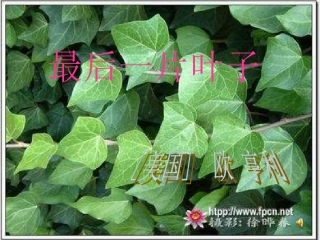 七年级语文上册最后一片叶子课件-北师大版