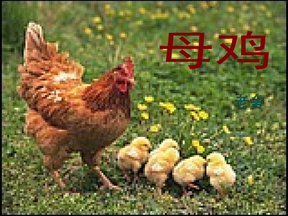 小学四年级上册语文第十六课母鸡PPT课件2_第1页