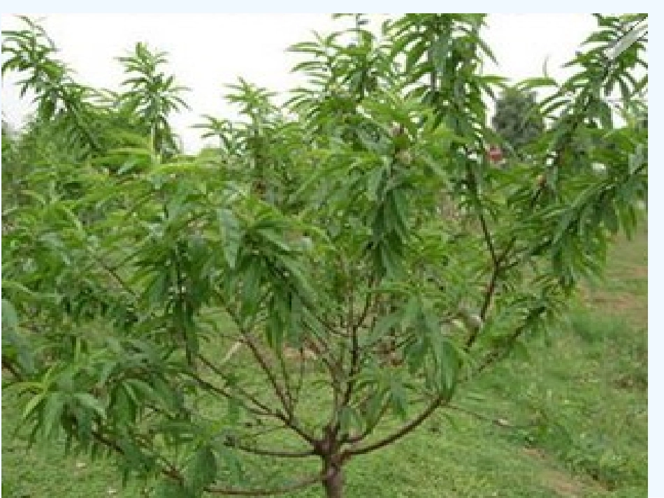 (部编)初中语文人教2011课标版七年级下册18一颗小桃树合作探究案_第1页