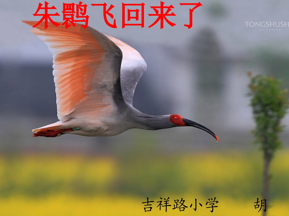 朱鹮飞回来了_第1页